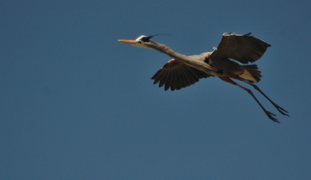 Great blue herons at CF Rec Site